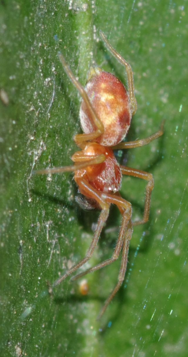 Maschi di Nigma sp. - Arcavacata di Rende (CS)